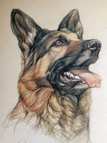 Овчарка карандашом