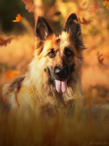 Немецкая овчарка мухтар арт