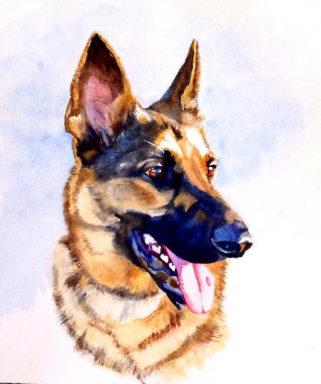 Восточно-европейская овчарка акварелью