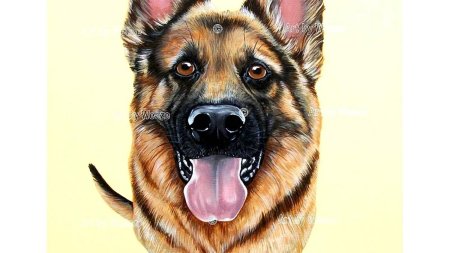 Немецкая овчарка мухтар арт