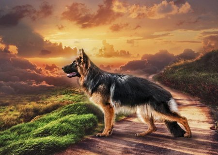 Немецкая овчарка