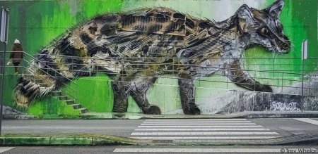 Большой енот лиссабон