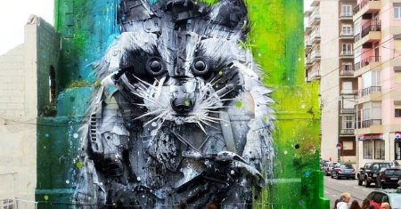 Большой енот лиссабон