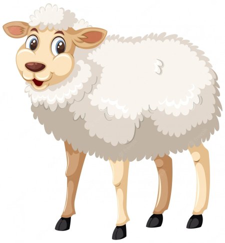 Овца на белом фоне