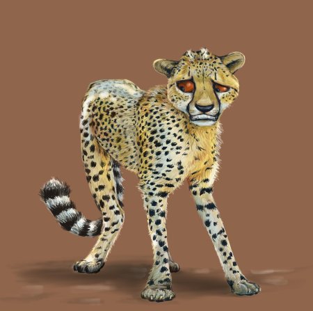 Гепард пиппа