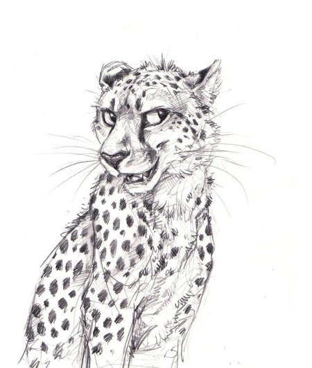 Гепард рисунок