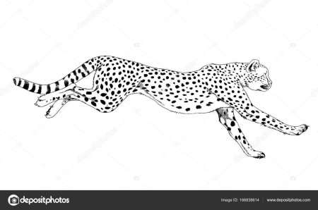 Гепард векторное изображение