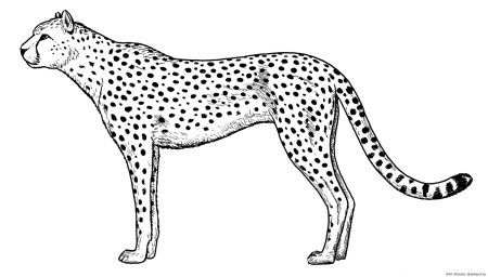 Гепард раскраска для детей