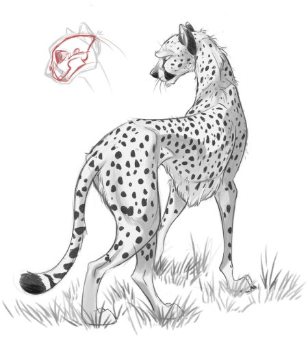Гепард скетч