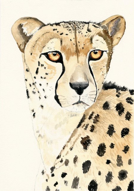 Гепард картина