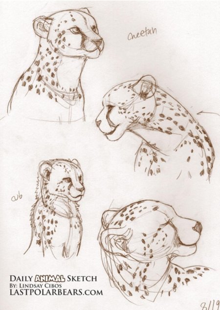 Гепард рисунок карандашом