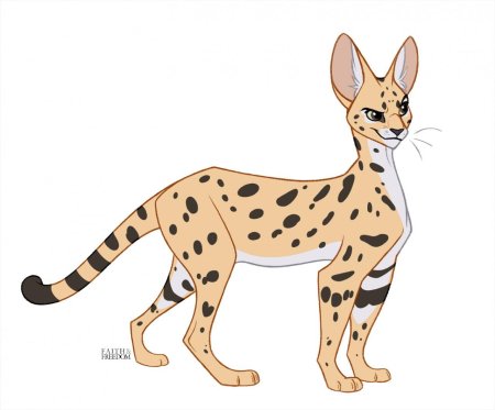 Сервал рисунок