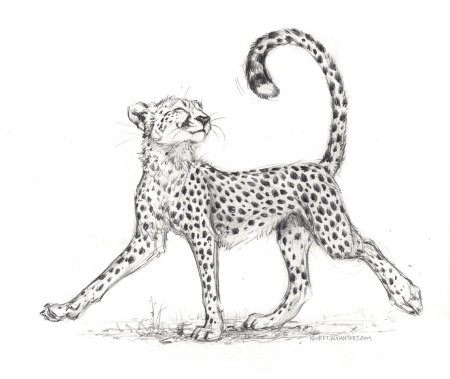 Гепард рисунок