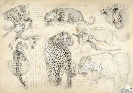 Marcello pettineo зарисовки животных