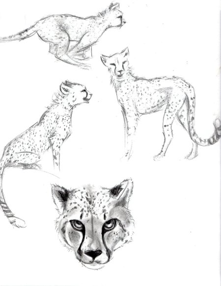 Рисунки гепарда