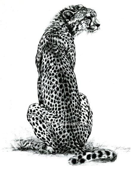 Леопард рисунок карандашом