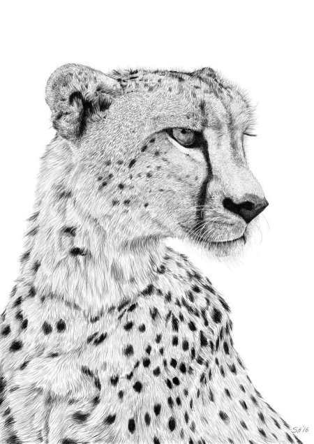 Гепард рисунок карандашом