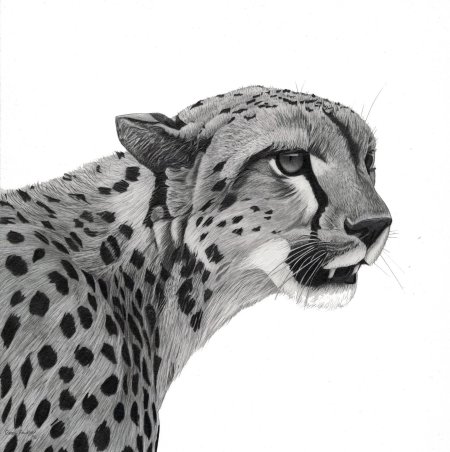 Гепард рисунок