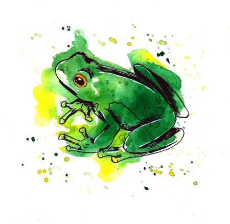 Лягушка акварелью