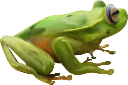 Лягушка на прозрачном фоне