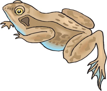 Лягушка гофера