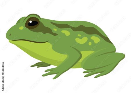 Лягушка иллюстрация