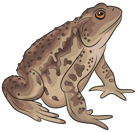 Жаба рисунок для детей