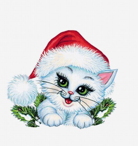 Котик в новогоднем носке
