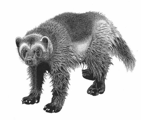 Росомаха животное