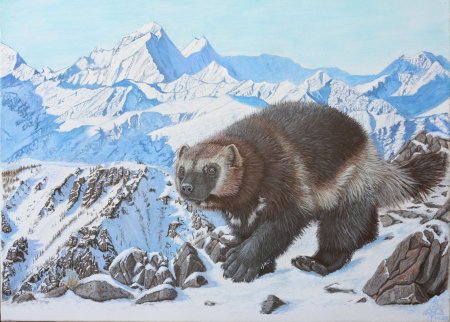 Росомаха животное