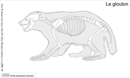 Строение скелета бурого медведя
