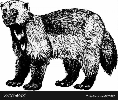 Росомаха животное раскраска