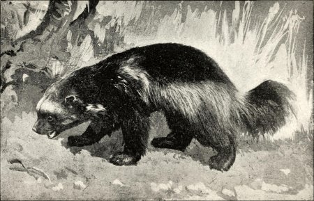 Росомаха и барсук