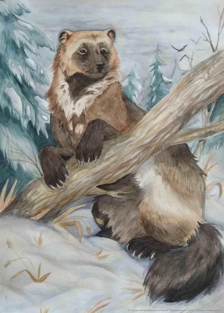 Кологривский лес заповедник животные