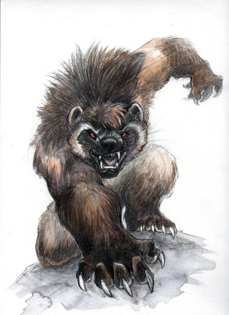 Росомаха животное