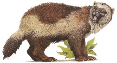 Росомаха животное