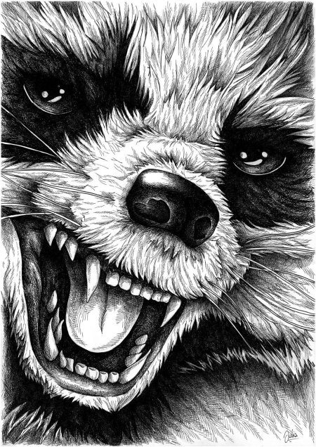 Енот рисунки