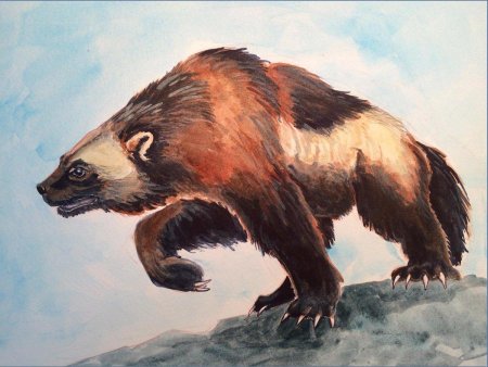 Росомаха животное