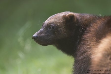 Росомаха дальневосточная