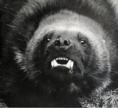 Росомаха животное