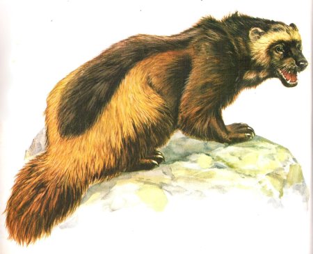 Росомаха животное