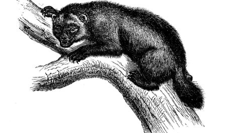 Мадагаскарская руконожка