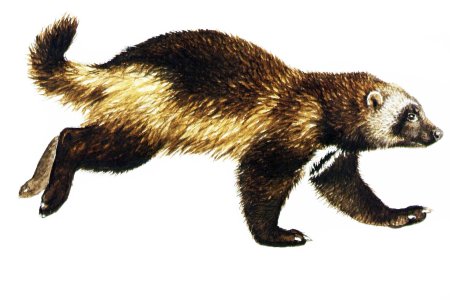 Восточно сибирская росомаха