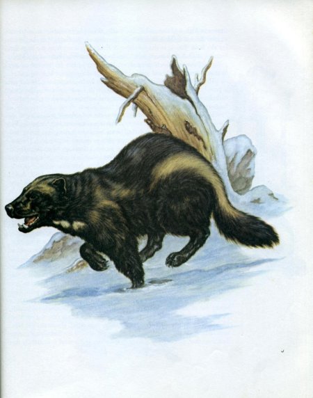 Восточно сибирская росомаха