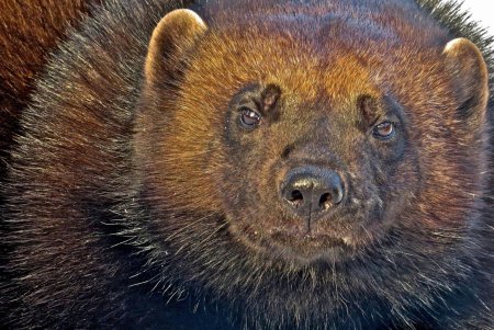 Сибирская росомаха