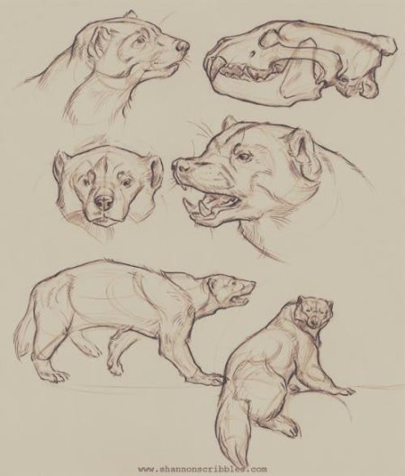 Росомаха референс