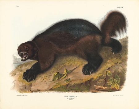 Росомаха животное рисунок