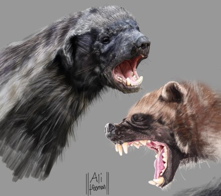 Барсук медоед