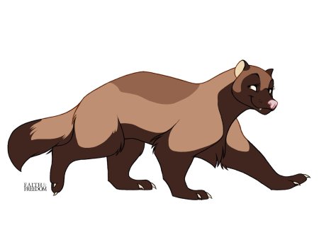 Рисунок росомахи животного