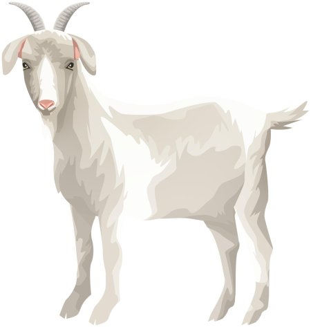 Коза на белом фоне